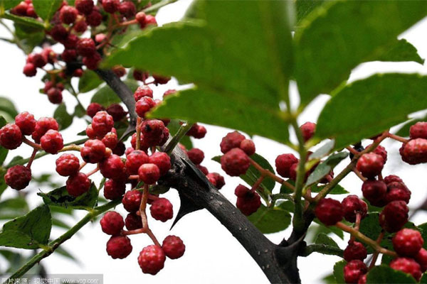 花椒樹施什么肥好?花椒樹種植嫁接技術(shù)