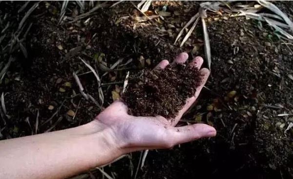 各種不同原料生產的有機肥哪個效果好？