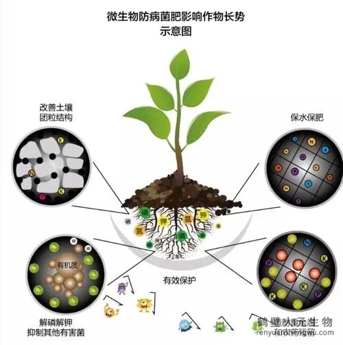 都說(shuō)微生物菌劑產(chǎn)品貴，你卻不知道土壤微生物到底有多重要！