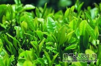 冬季增施有機肥，提高茶園鮮葉質(zhì)量