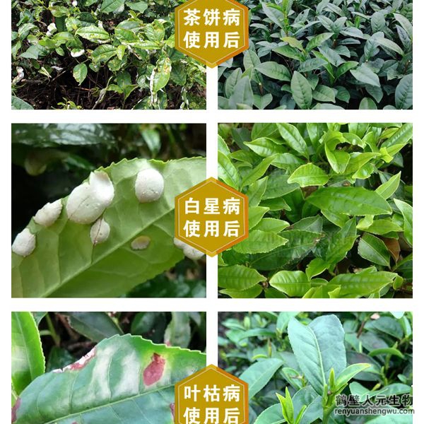 多氨豆粕菌肥系列茶葉專用肥使用效果圖2