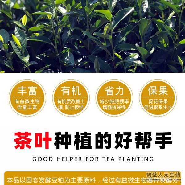 施用后迅速打破茶葉休眠，誘發(fā)茶樹酶系活力在早春低溫情況下新芽快速萌發(fā)，新梢發(fā)芽密度高從而提高樹自身生理、生化能力，促進茶樹促進茶樹根系發(fā)達和植株健壯，能提高茶樹光合速率和抗逆性；